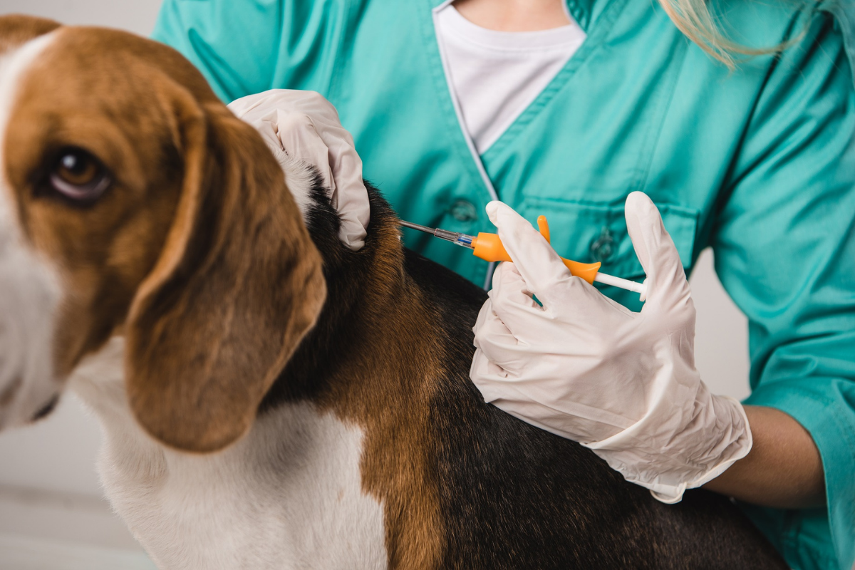 Microchipping