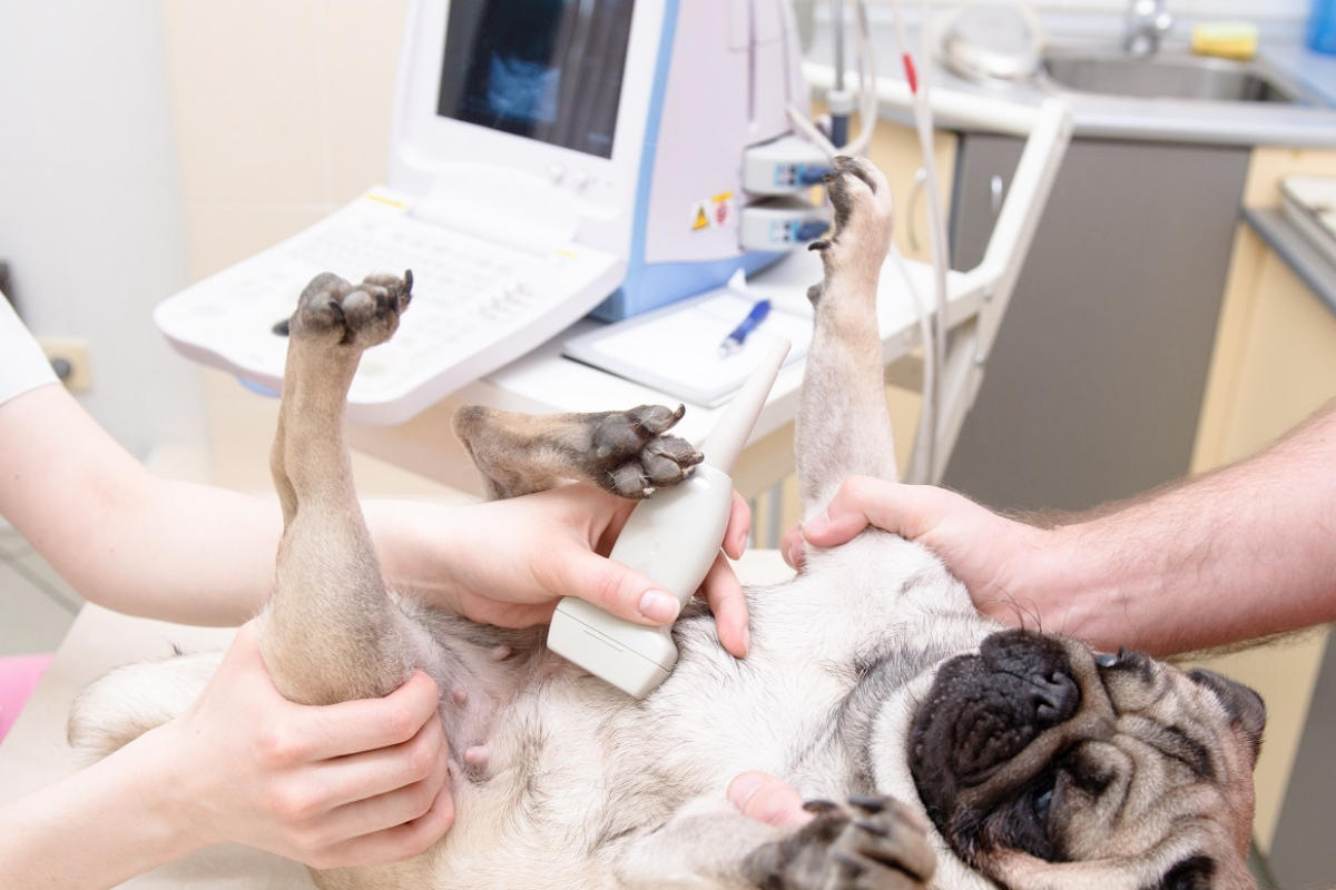 ULTRASOUND SCANNING